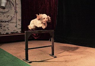 Hundeschule 2